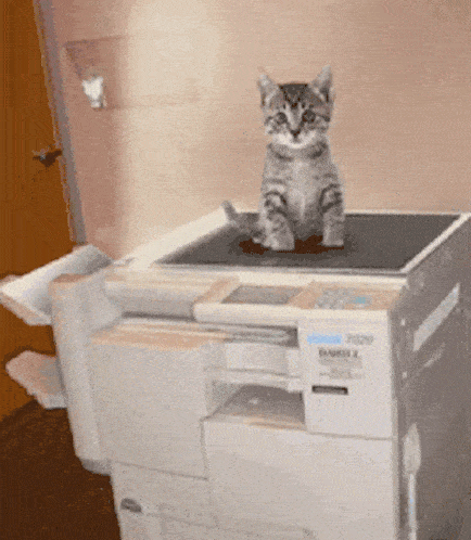 A Cat on a Photocopier