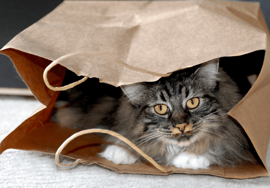 A cat in a brown paper bag